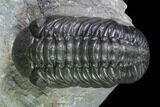 Austerops Trilobite - Excellent Specimen #138956-2